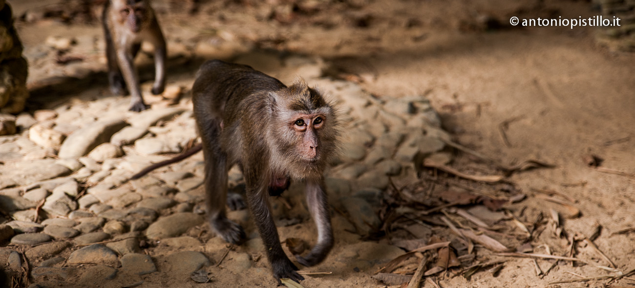 Scimmia, Khao Sok, Thailandia